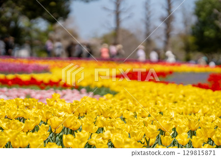 岐阜縣海津市木曾三泉公園春季的遊客和盛開的鬱金香花田 129815871