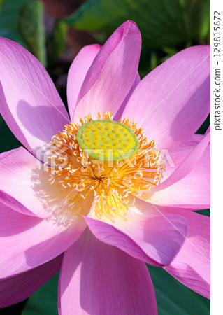 夏日清晨，池塘裡盛開的蓮花的雌蕊和雄蕊的特寫 129815872