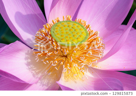 Close-up of the pistil and stamen of a beautifully blooming lotus flower in a pond early in the summer morning Close-up of the pistil and stamen of a beautifully blooming lotus flower in a pond early in the summer morning 129815873