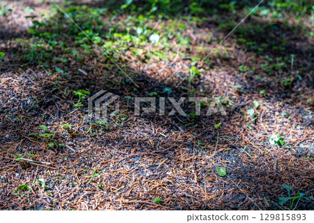 [#Plants] New life growing among fallen leaves 129815893