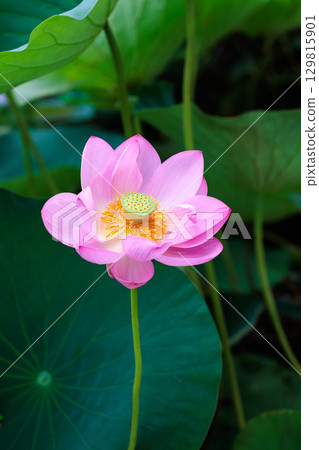 清晨，池塘裡盛開著美麗的粉紅蓮花 129815901