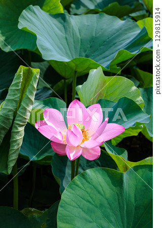 Beautiful pink lotus flowers blooming in a pond early in the morning Beautiful pink lotus flowers blooming in a pond early in the morning 129815914