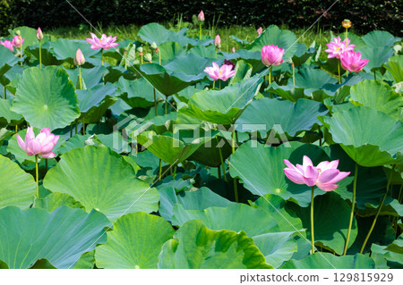 Beautiful lotus flowers and leaves blooming in a pond in the early morning Beautiful lotus flowers and leaves blooming in a pond in the early morning 129815929