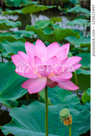 Beautiful pink lotus flowers blooming in a pond early in the morning 129815947