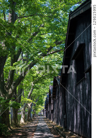 Early summer in Sakata, rows of zelkova trees at Sankyo Warehouse Early summer in Sakata, rows of zelkova trees at Sankyo Warehouse 129815995