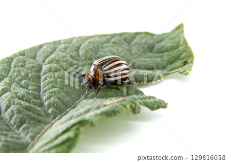 Colorado potato beetle on a green leaf, isolated on a white background. Colorado potato beetle on a green leaf, isolated on a white background. 129816058