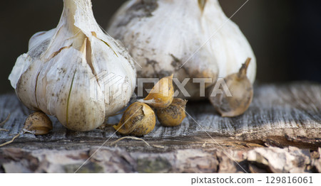 Elephant garlic bulbs and corms with hard shells on a wooden surface Elephant garlic bulbs and corms with hard shells on a wooden surface 129816061