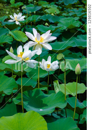 清晨,池塘裡盛開著美麗的白王子蓮花 清晨,池塘裡盛開著美麗的白王子蓮花 129816502