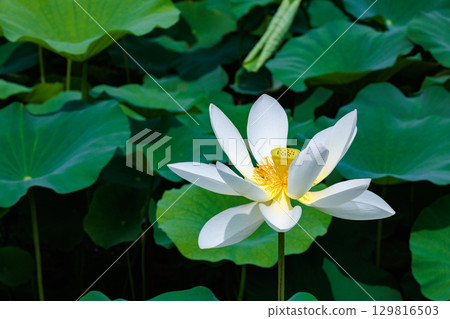 清晨，池塘裡盛開著美麗的白王子蓮花 129816503