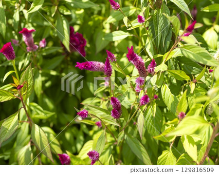 雞冠花在花壇裡盛開 129816509