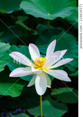 Beautiful pink Komaihi lotus flowers blooming in a pond early in the morning Beautiful pink Komaihi lotus flowers blooming in a pond early in the morning 129816571