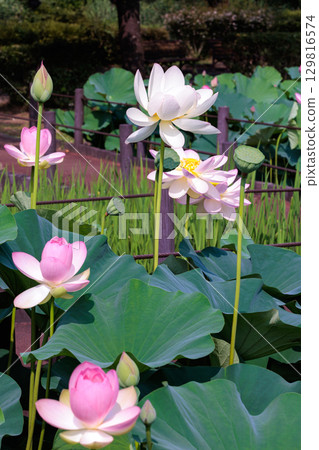 清晨,池塘裡盛開著美麗的粉紅色小舞蓮花 清晨,池塘裡盛開著美麗的粉紅色小舞蓮花 129816574