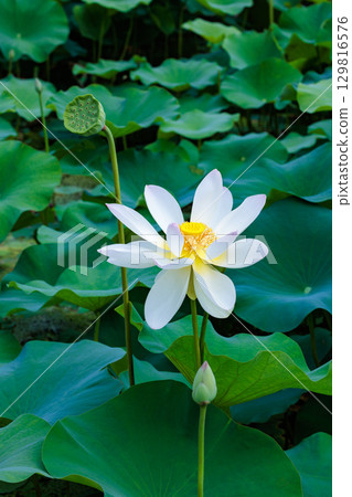 清晨,池塘裡盛開著美麗的粉紅色小舞蓮花 清晨,池塘裡盛開著美麗的粉紅色小舞蓮花 129816576
