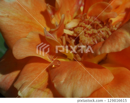花朵上的水滴的微距照片 129816615