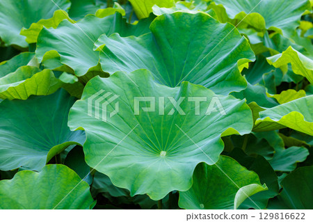 Beautiful lotus leaves in the pond early in the morning Beautiful lotus leaves in the pond early in the morning 129816622
