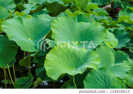 清晨,池塘裡的荷葉很美麗 清晨,池塘裡的荷葉很美麗 129816623