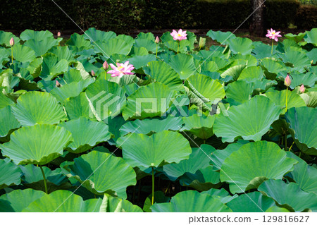 清晨，池塘裡的荷葉很美麗 129816627