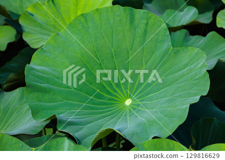 清晨，池塘裡的荷葉很美麗 129816629