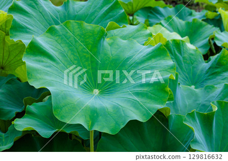 清晨，池塘裡的荷葉很美麗 129816632