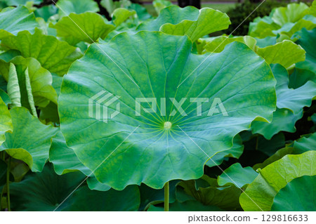 清晨,池塘裡的荷葉很美麗 清晨,池塘裡的荷葉很美麗 129816633