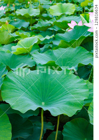 清晨,池塘裡的荷葉很美麗 清晨,池塘裡的荷葉很美麗 129816634
