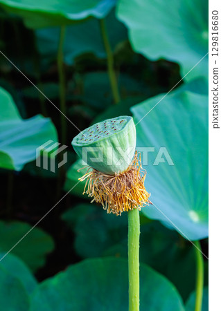 Beautiful lotus seeds blooming in the pond Beautiful lotus seeds blooming in the pond 129816680