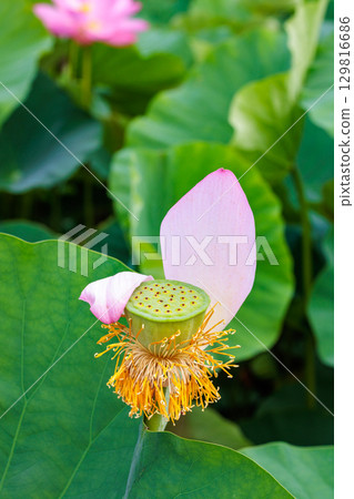 Beautiful lotus seeds blooming in the pond Beautiful lotus seeds blooming in the pond 129816686