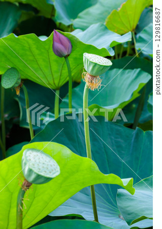 Beautiful lotus seeds blooming in the pond Beautiful lotus seeds blooming in the pond 129816687