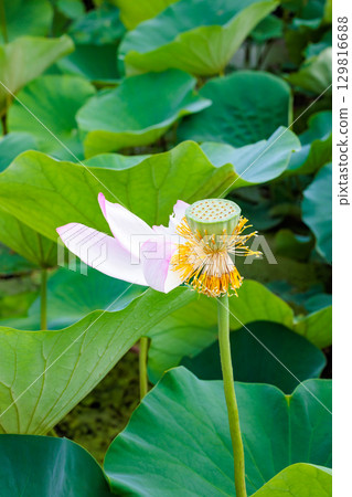 Beautiful lotus seeds blooming in the pond Beautiful lotus seeds blooming in the pond 129816688