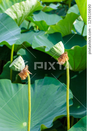Beautiful lotus seeds blooming in the pond 129816690