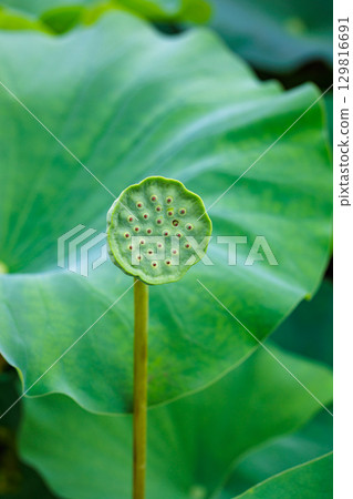 Beautiful lotus seeds blooming in the pond 129816691