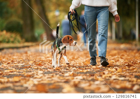 Close up view of cocker spaniel dog on a leash, woman in the park 129816741