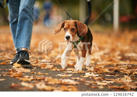 Having a walk. Close up view of cocker spaniel dog on a leash, woman in the park 129816742