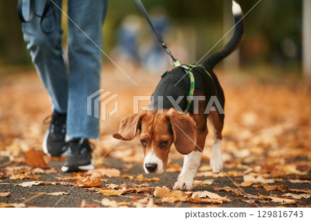 Having a walk. Close up view of cocker spaniel dog on a leash, woman in the park Having a walk. Close up view of cocker spaniel dog on a leash, woman in the park 129816743