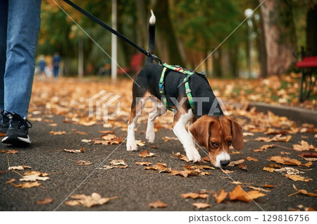Having a walk. Close up view of cocker spaniel dog on a leash, woman in the park 129816756