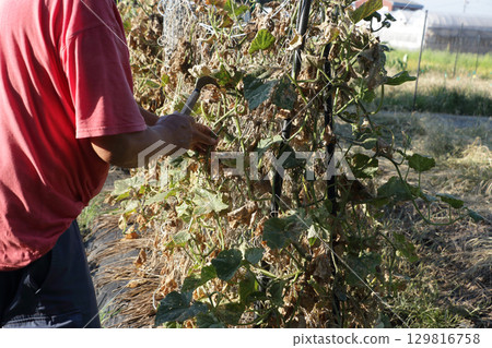 Cleaning up the cucumber field Cleaning up the cucumber field 129816758