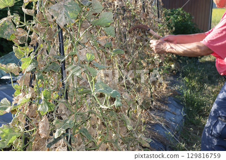 Cleaning up the cucumber field Cleaning up the cucumber field 129816759