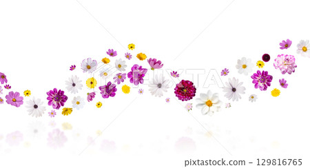 Colorful summer autumn background of flowers pink and white cosmos, dahlias, osteospermum and orange marigolds isolated on white background with clipping path. Floral Greeting card. 129816765