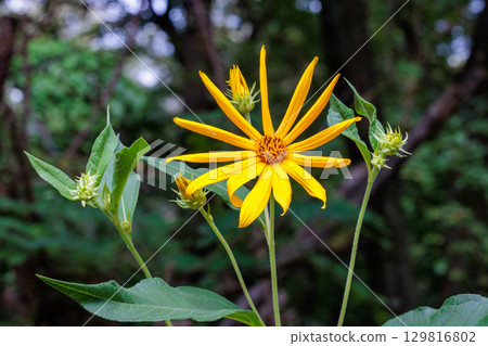 Beautiful yellow Jerusalem artichoke flowers blooming in the forest 129816802