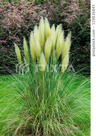 Pampas grass fully grown for the summer garden season Pampas grass fully grown for the summer garden season 129816845