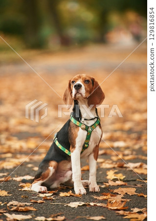 Cute cocker spaniel dog is sitting on the ground in the park with fallen leaves Cute cocker spaniel dog is sitting on the ground in the park with fallen leaves 129816854
