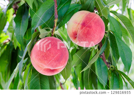 夏季果園新鮮甜美的桃子的特寫 夏季果園新鮮甜美的桃子的特寫 129816935