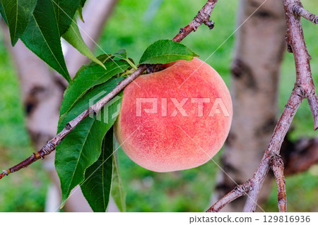 Close-up of fresh and sweet peaches in a summer orchard Close-up of fresh and sweet peaches in a summer orchard 129816936