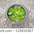 Lotus flowers and leaves in a water lily pot 129816967