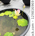 Lotus flowers and leaves in a water lily pot 129816969