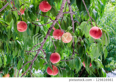 Delicious peaches ripe in abundance in the orchard Delicious peaches ripe in abundance in the orchard 129816981
