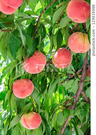 果園裡滿滿的美味桃子 果園裡滿滿的美味桃子 129816986