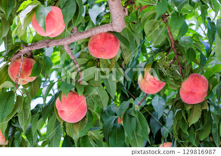 果園裡滿滿的美味桃子 129816987