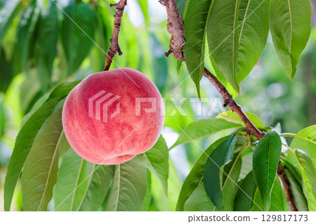 A view of delicious peaches growing in an orchard A view of delicious peaches growing in an orchard 129817173
