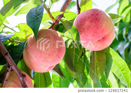 Close-up of fresh and sweet white peaches in a summer orchard Close-up of fresh and sweet white peaches in a summer orchard 129817241